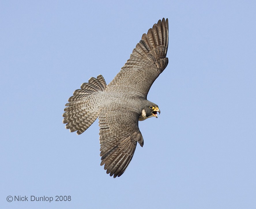 mother falcon flies over San Jose California