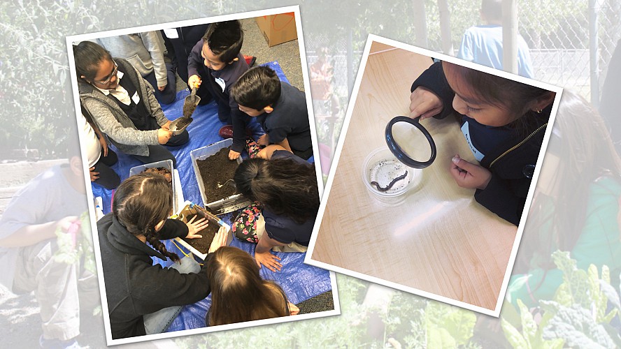 students working in the garden